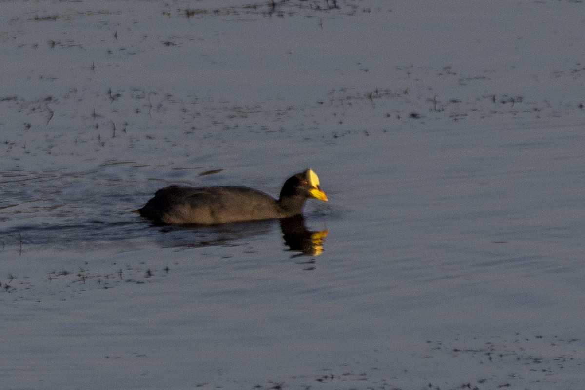 Red-gartered Coot - ML633979050