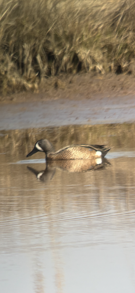 Blue-winged Teal - ML633979060