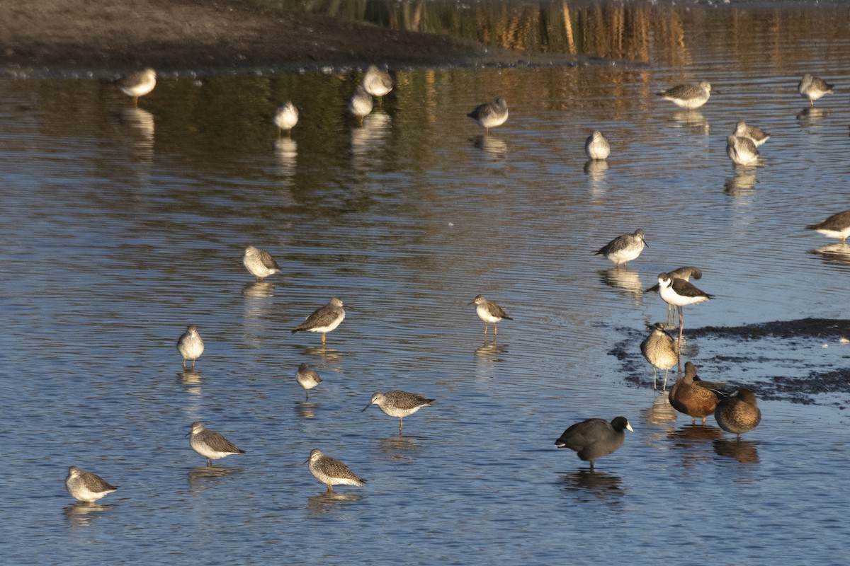 Lesser Yellowlegs - ML633979103