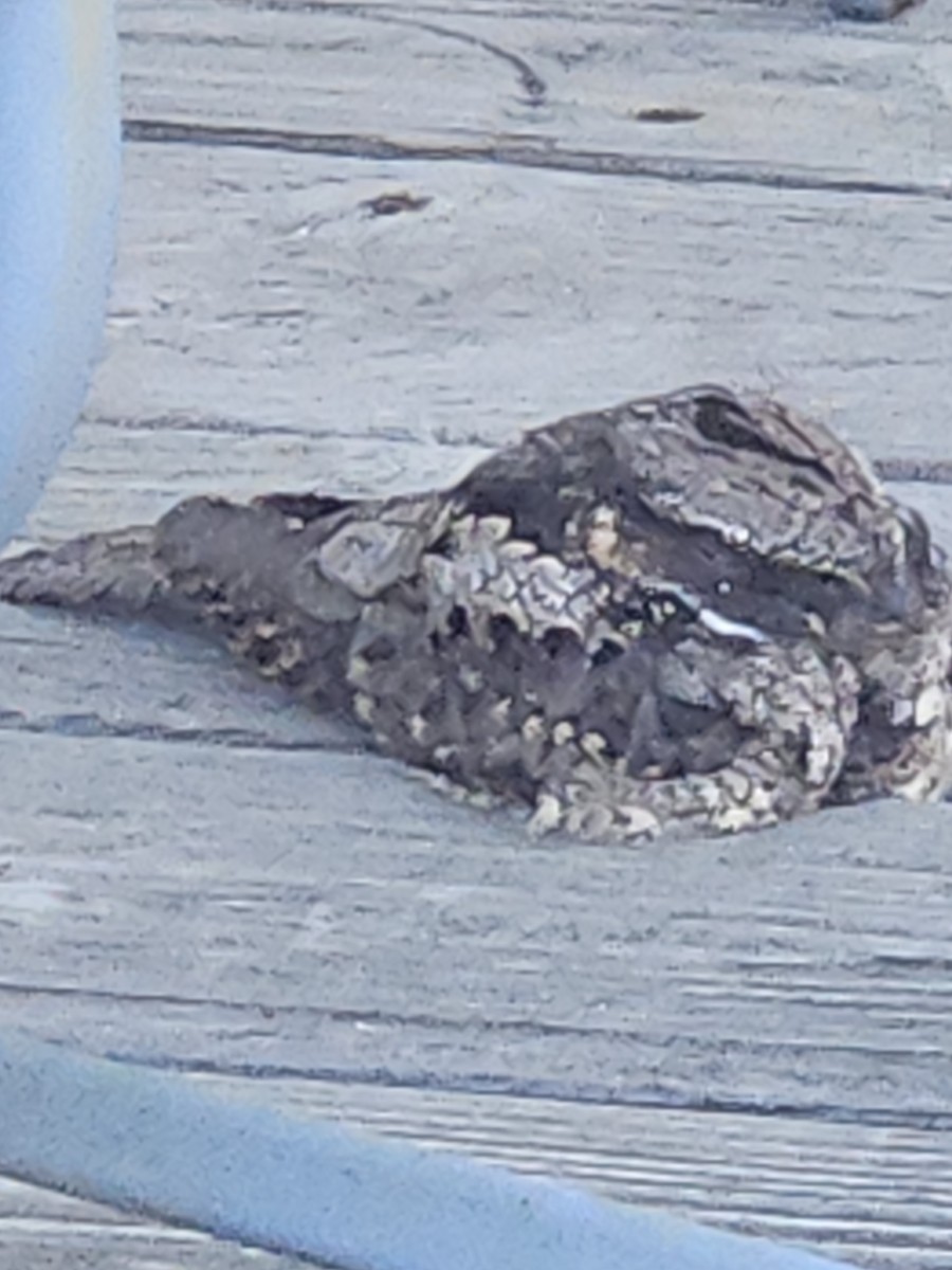 lelek křiklavý - ML633979121