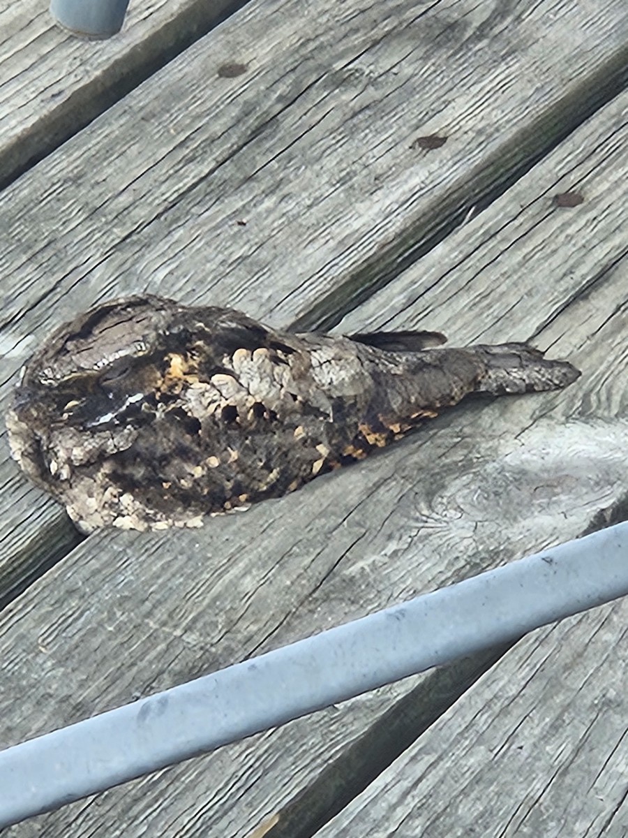 lelek křiklavý - ML633979122