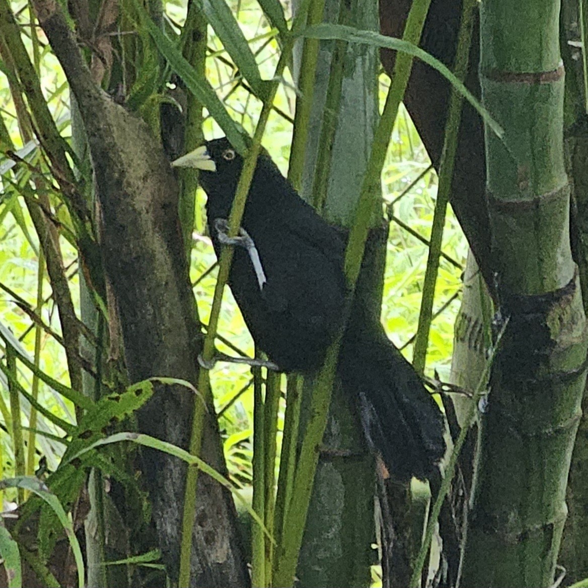 Yellow-billed Cacique - ML633979227