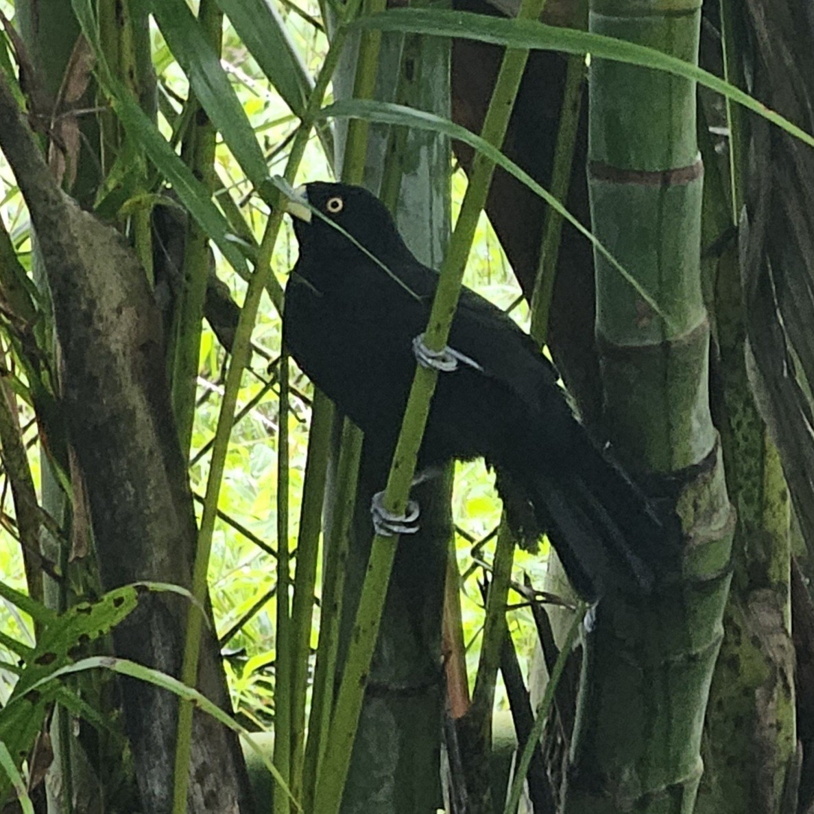 Yellow-billed Cacique - ML633979228