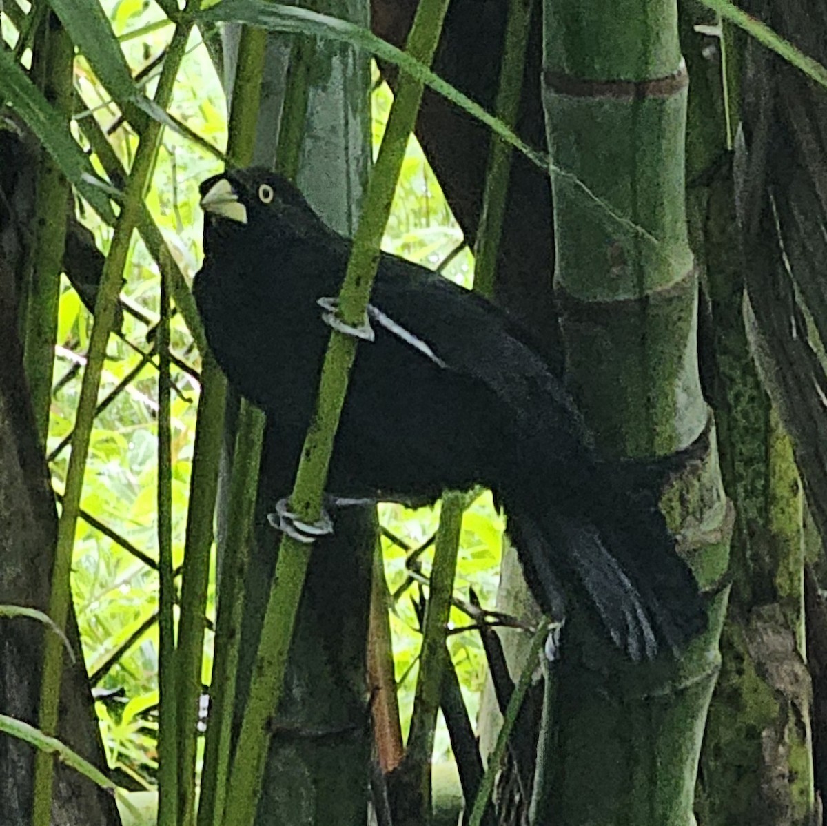 Yellow-billed Cacique - ML633979229