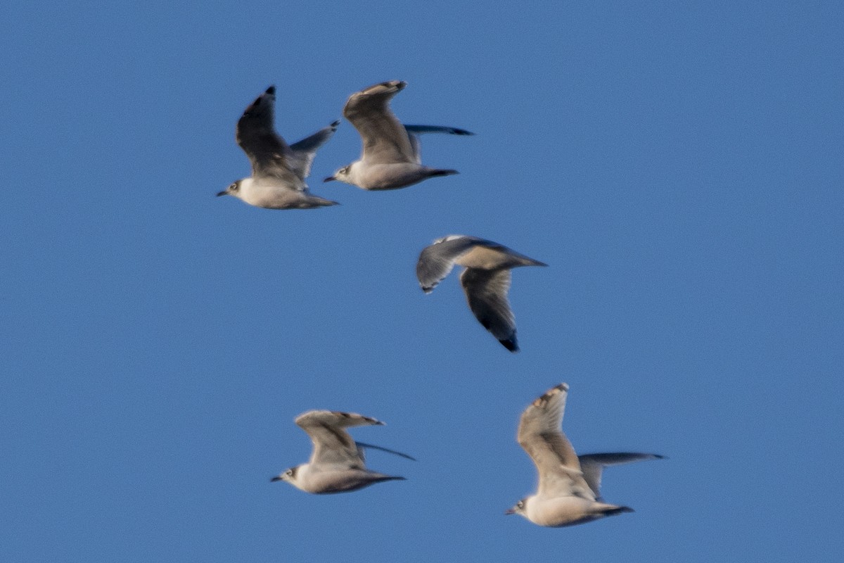 Franklin's Gull - ML633979247