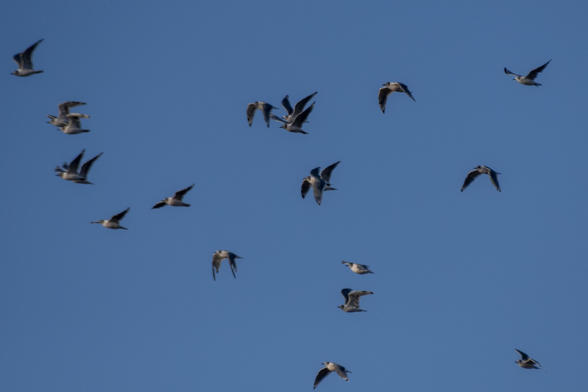 Franklin's Gull - ML633979248