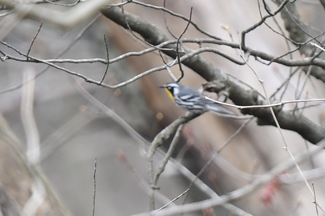 Yellow-throated Warbler - ML633979283