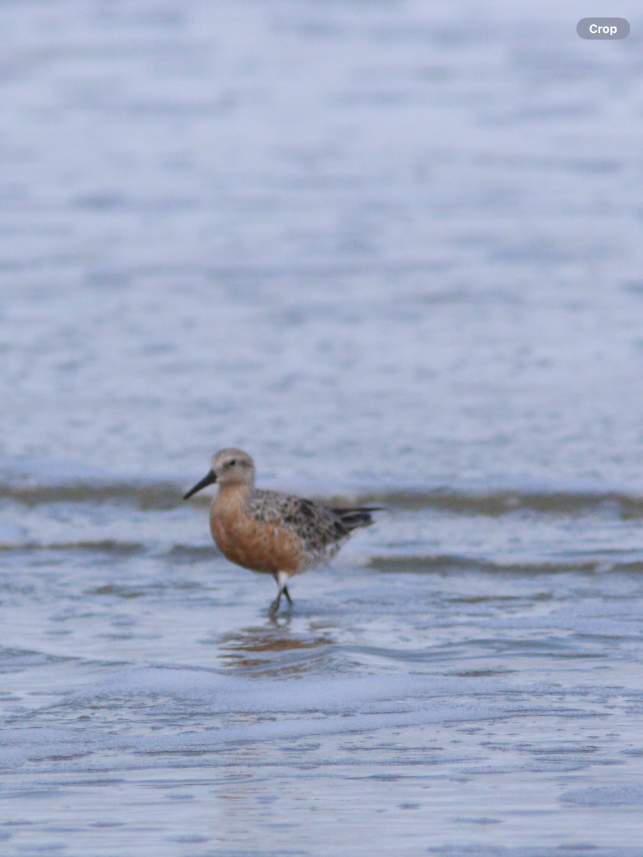 Red Knot - ML633979361