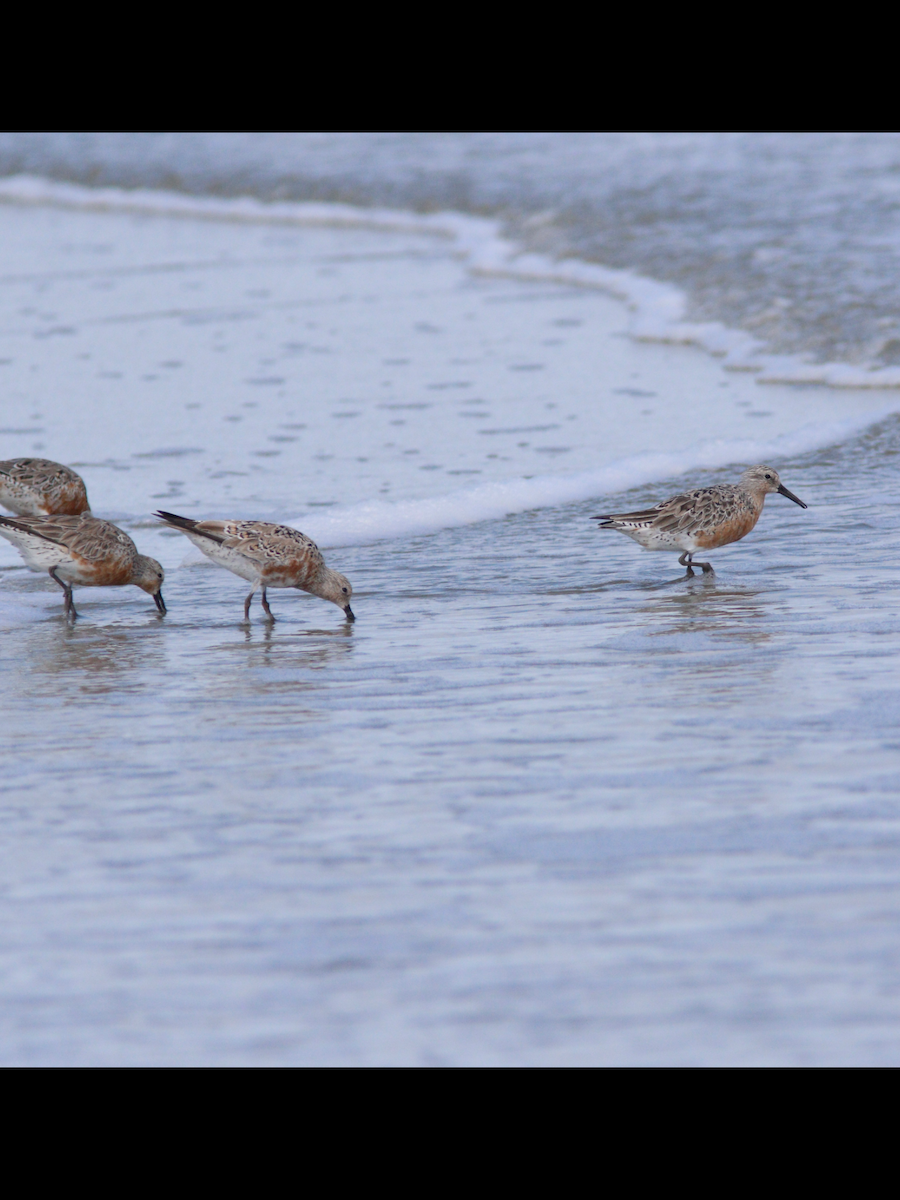 Red Knot - ML633979362