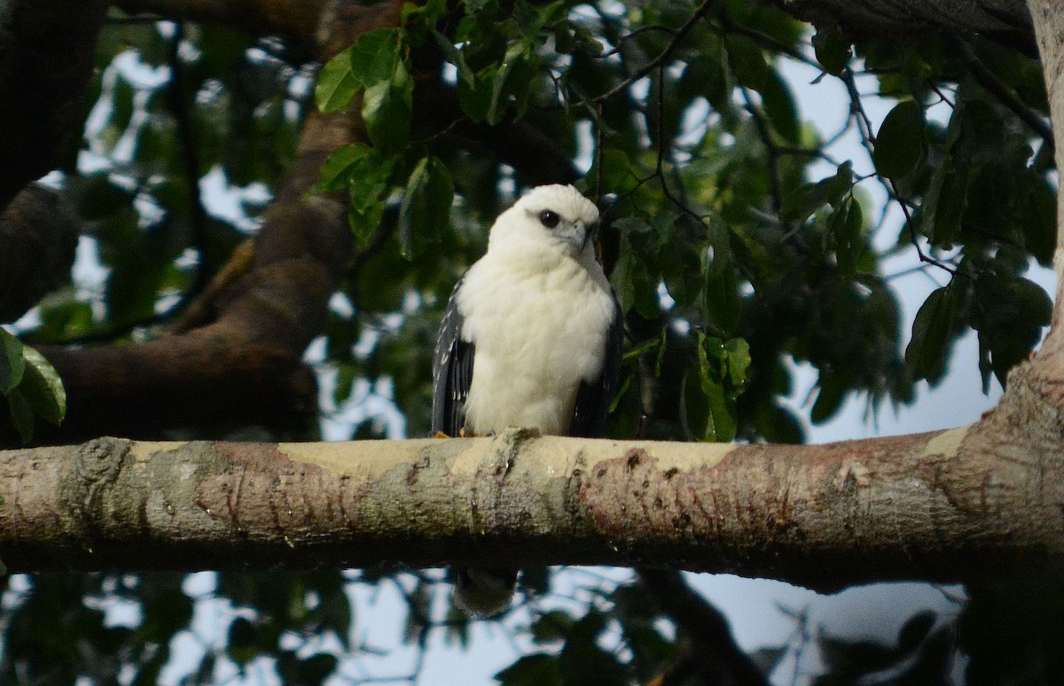 White Hawk - ML633979363