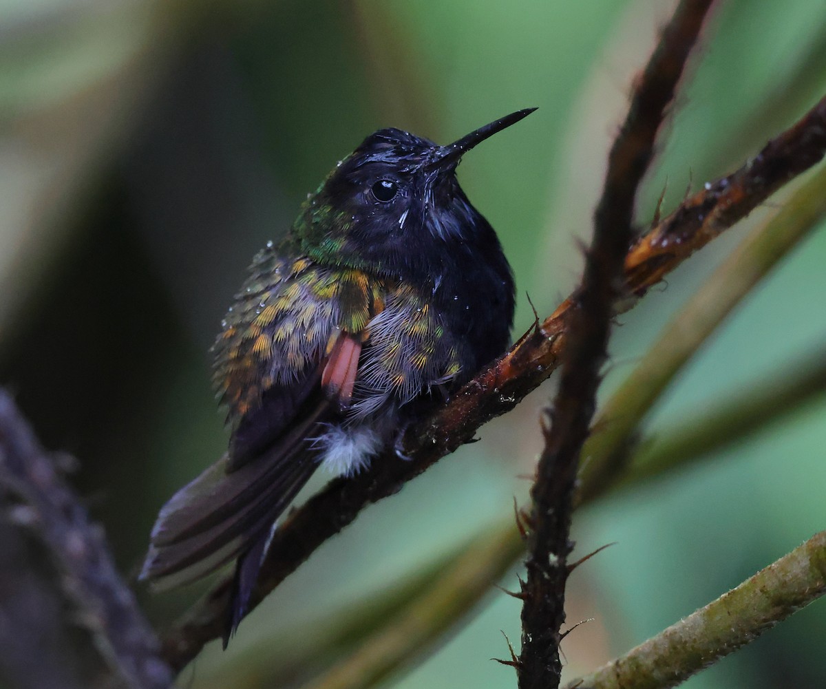 Black-bellied Hummingbird - ML633979376