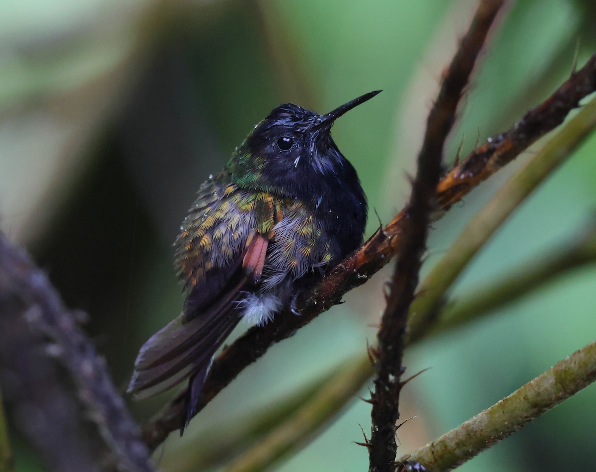 Black-bellied Hummingbird - ML633979378