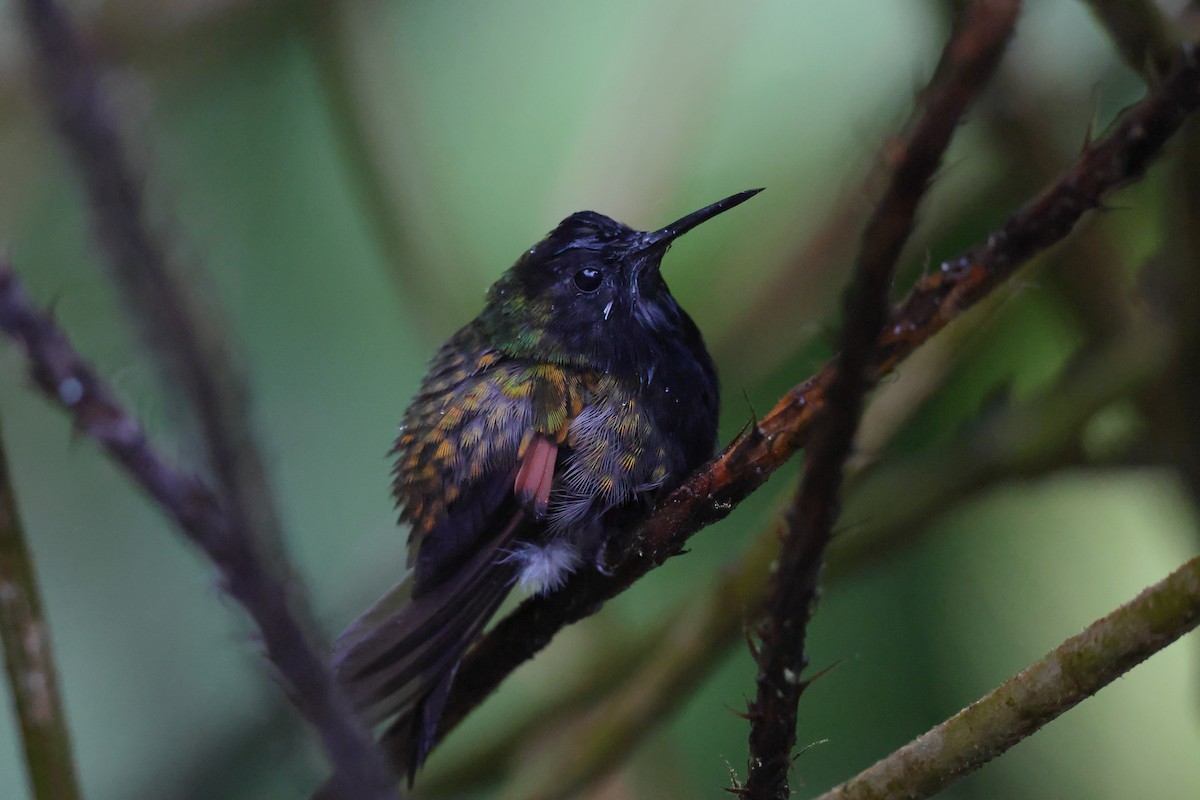 Black-bellied Hummingbird - ML633979379