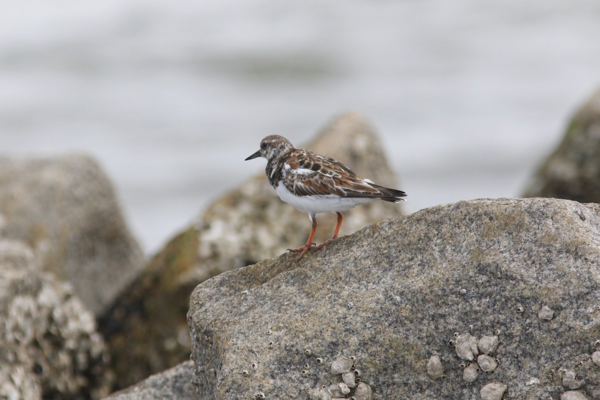 Ruddy Turnstone - ML633979400