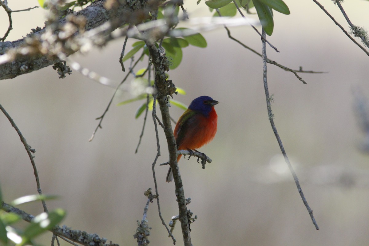 Painted Bunting - ML633979428