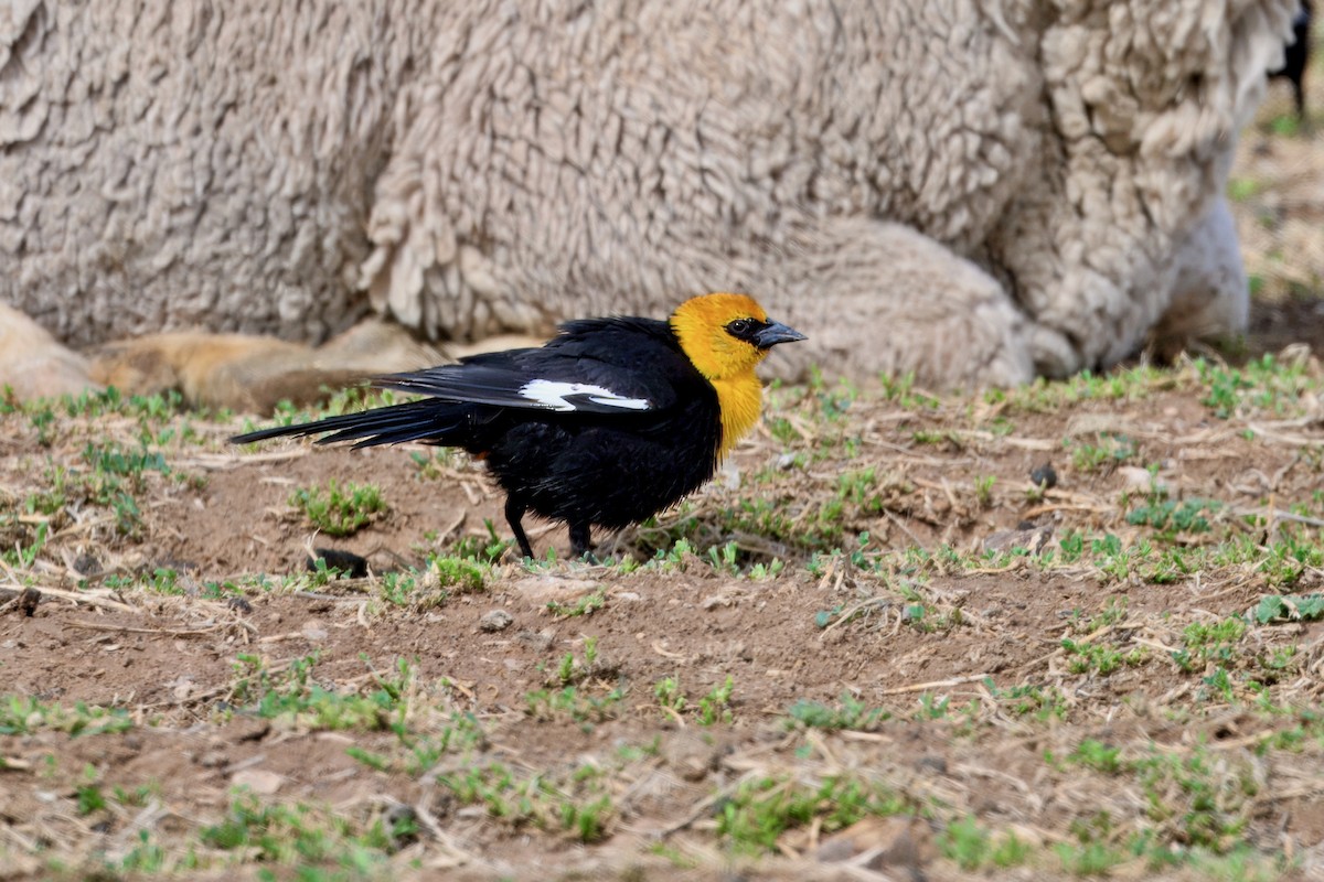 Yellow-headed Blackbird - ML633979431