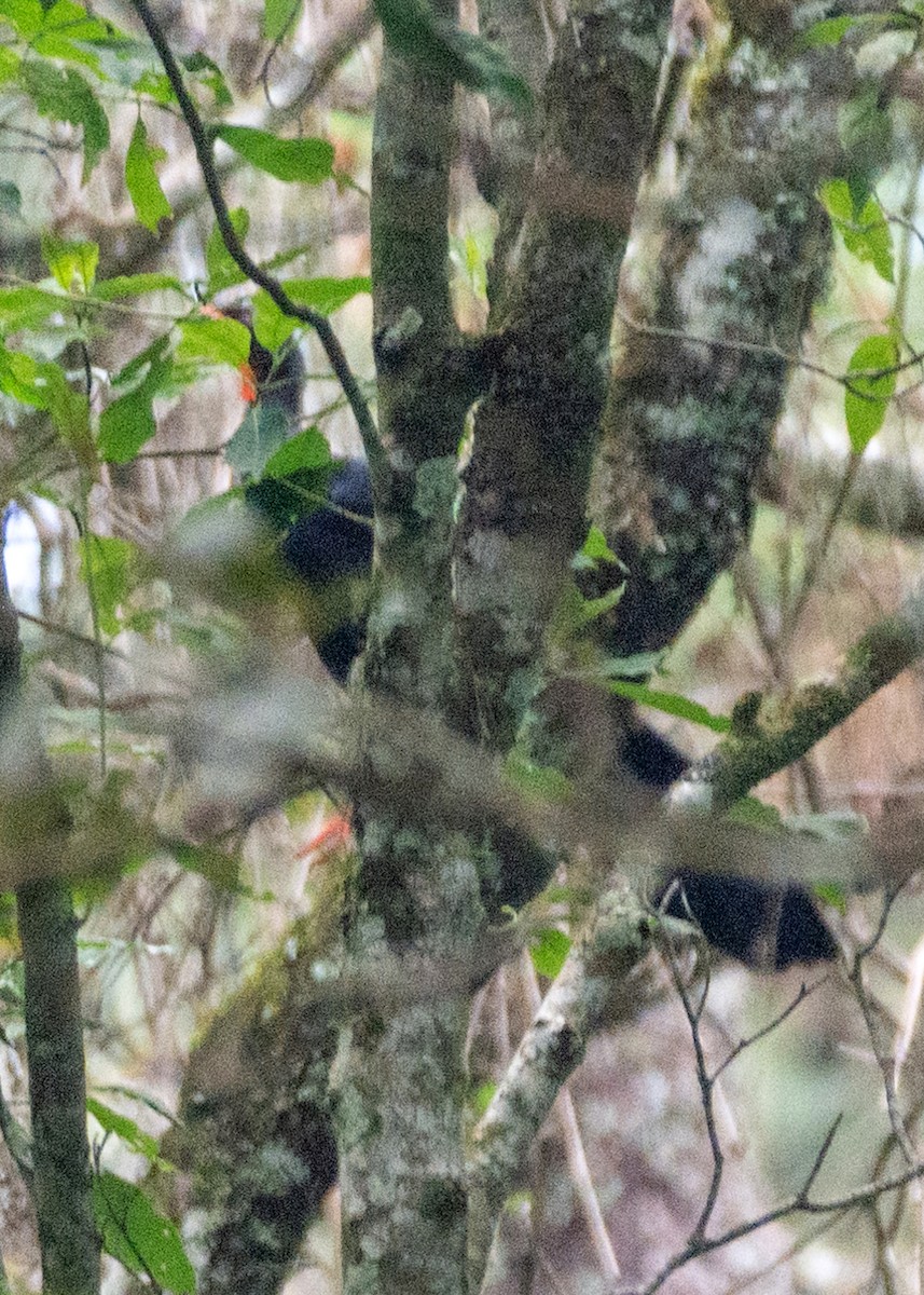 Highland Guan - ML633979545