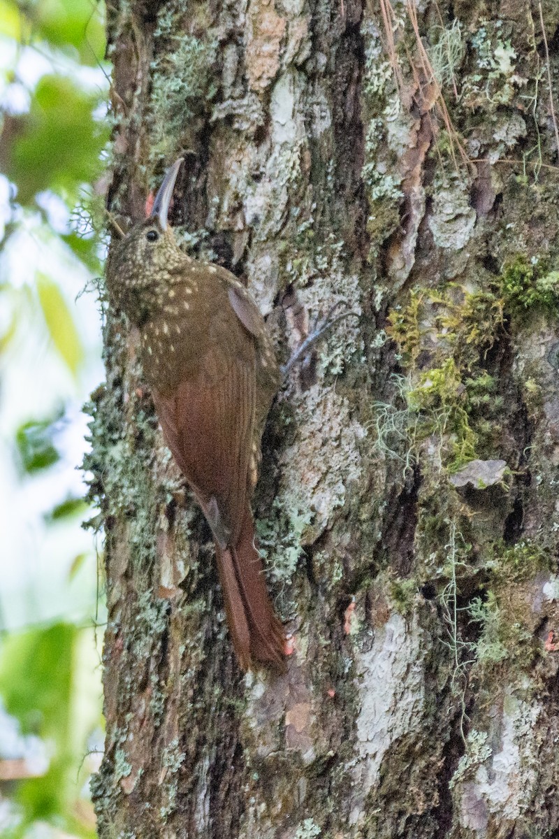 Spotted Woodcreeper - ML633979592