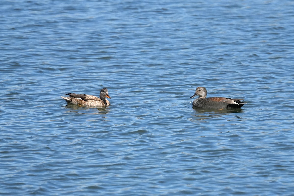 Ipar-ahatea - ML633979755