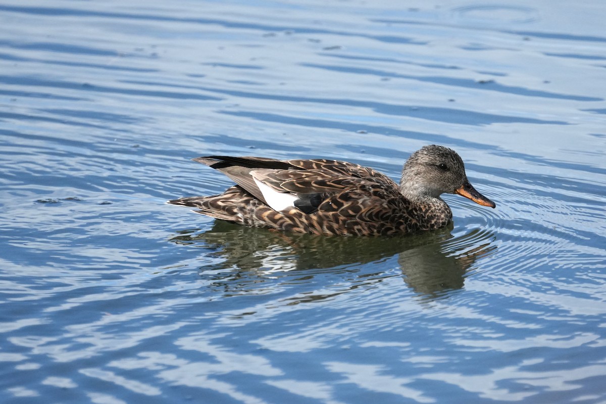 Ipar-ahatea - ML633979756