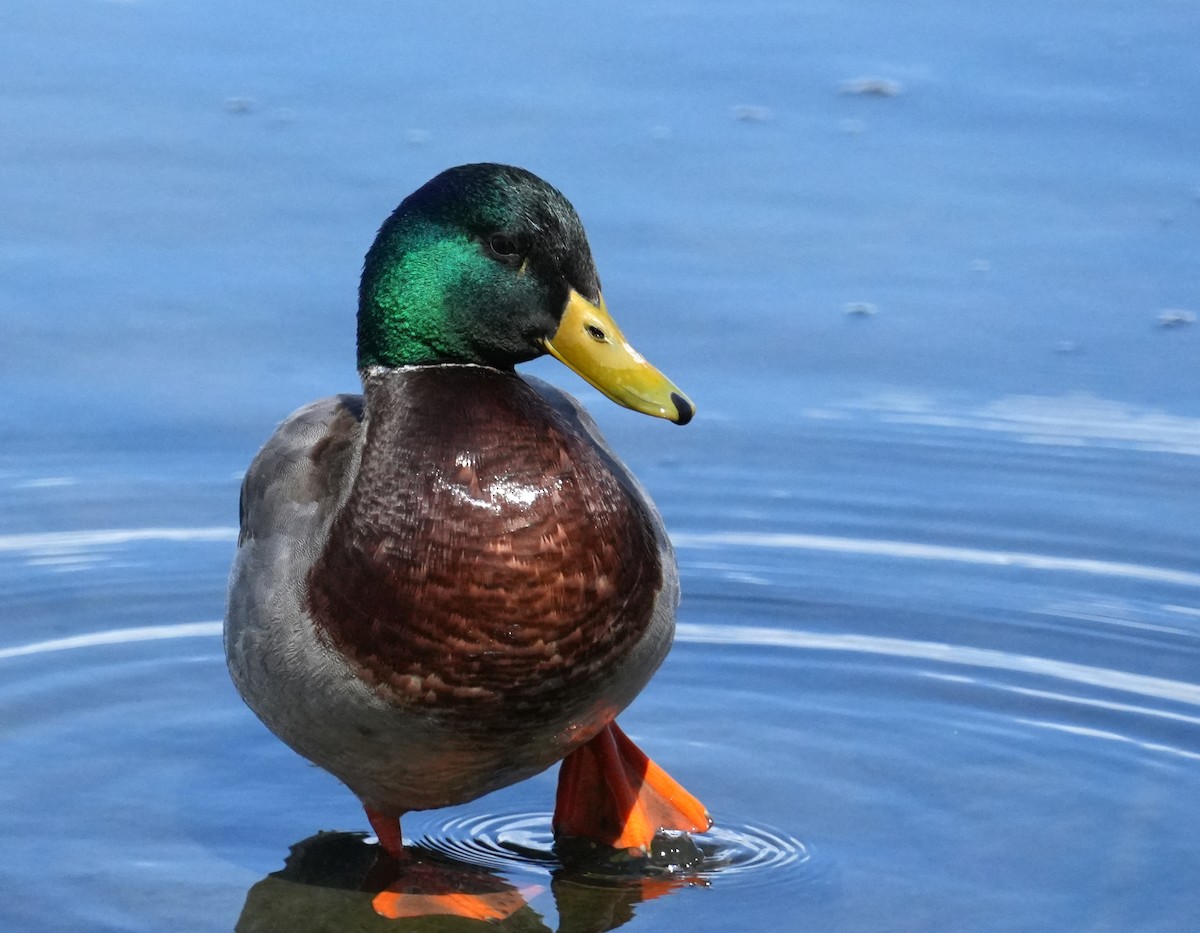 Basahatea - ML633979766