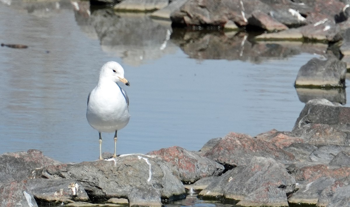 Delawareko kaioa - ML633979787