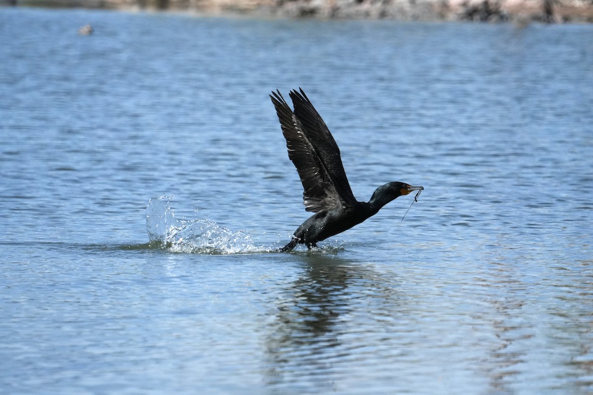 Ubarroi belarriduna - ML633979797