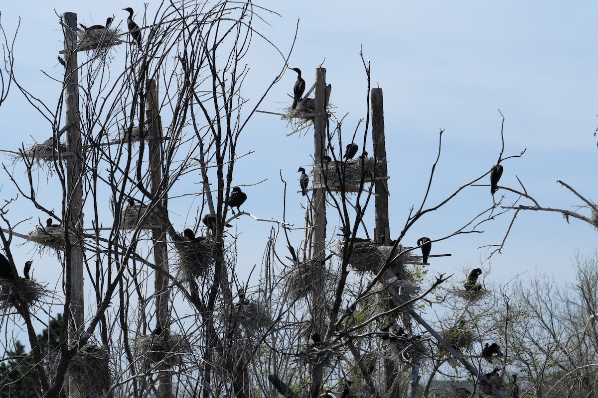 Ubarroi belarriduna - ML633979822