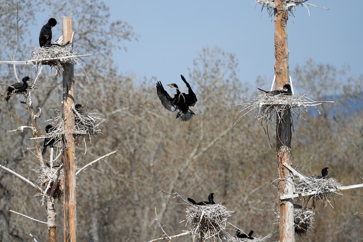 Ubarroi belarriduna - ML633979828