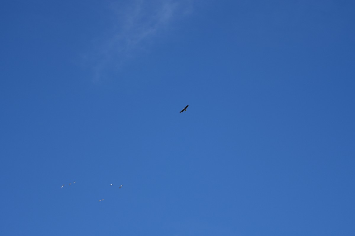 Itsas arrano buruzuria - ML633979839