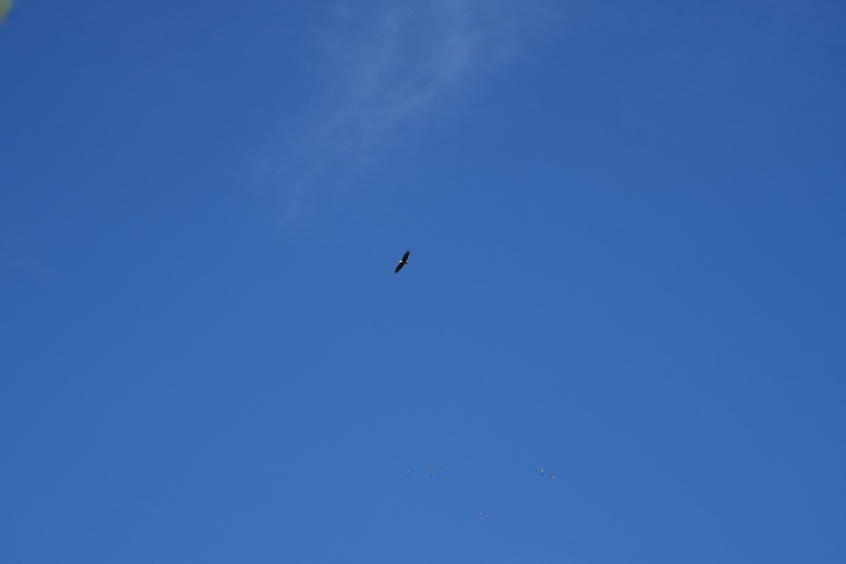 Itsas arrano buruzuria - ML633979942