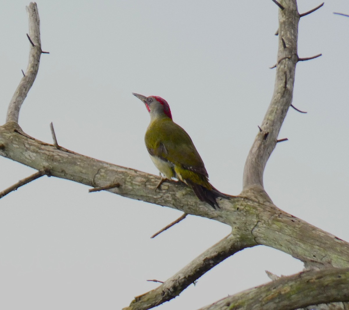 Iberian Green Woodpecker - ML633980049