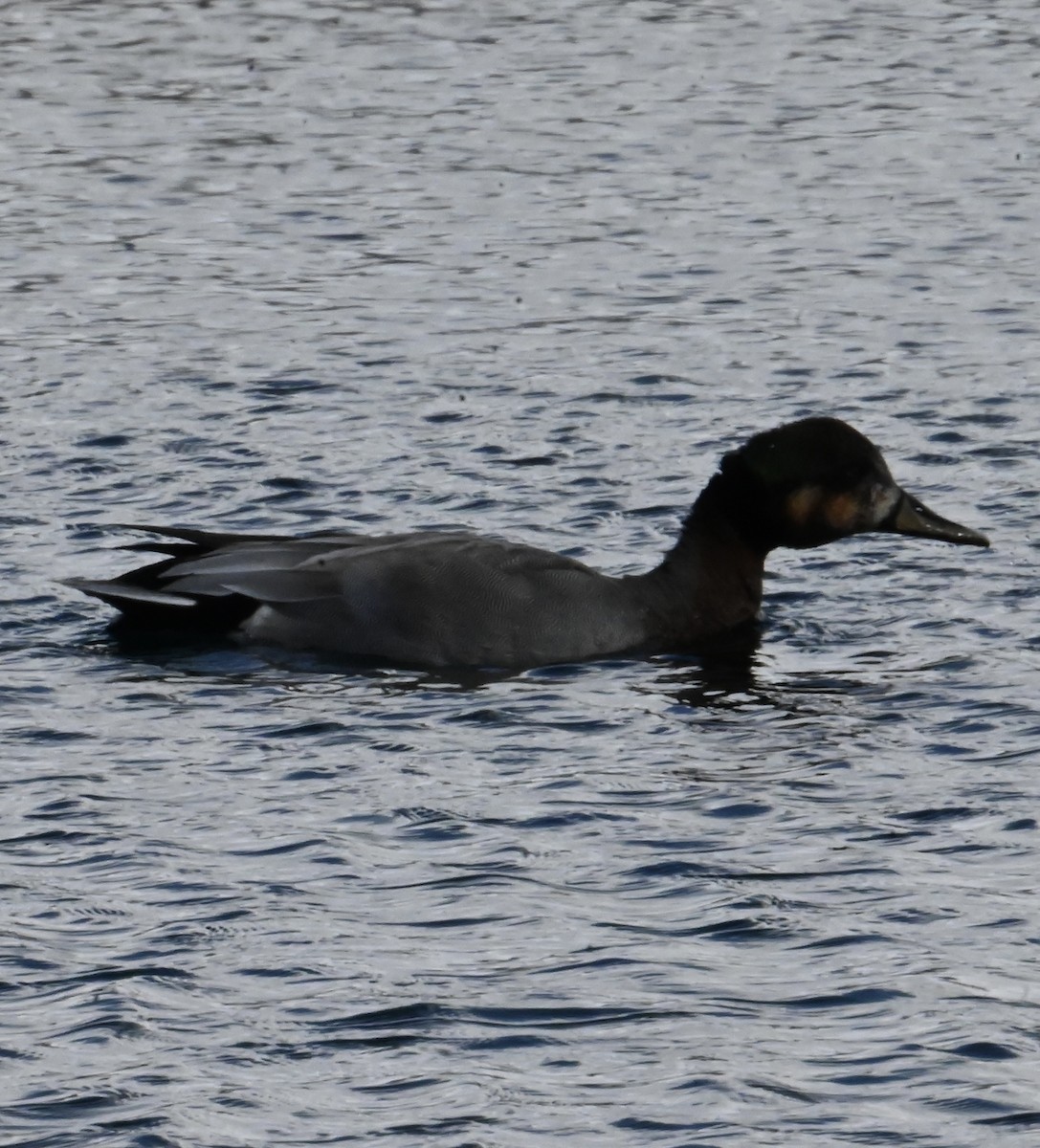Gadwall x Mallard (hybrid) - ML633980085