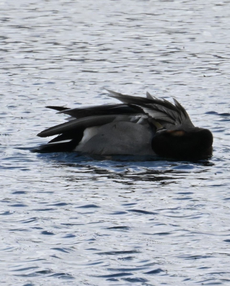 Gadwall x Mallard (hybrid) - ML633980086