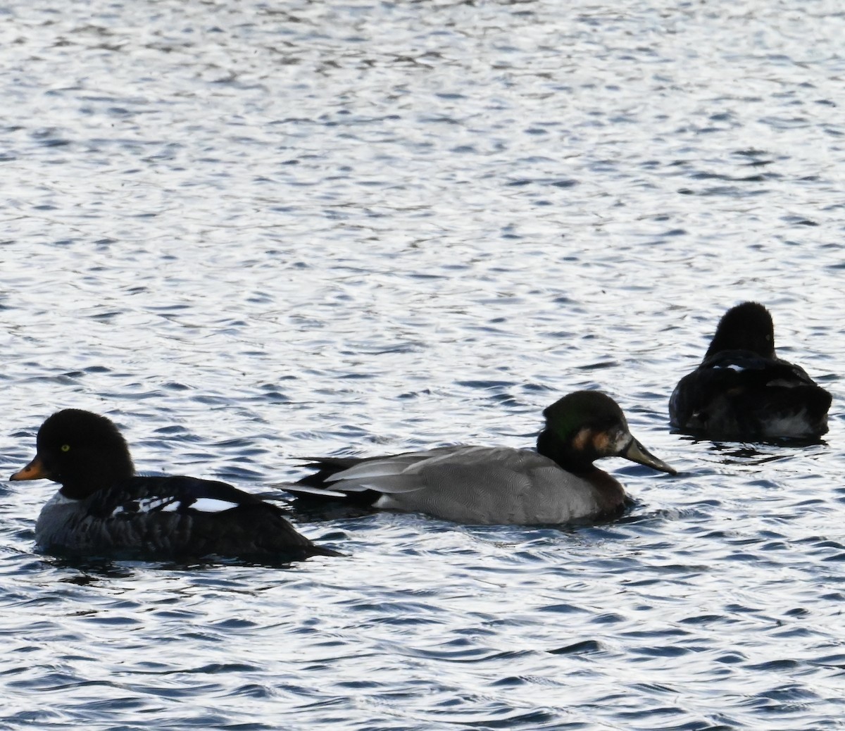 Gadwall x Mallard (hybrid) - ML633980089