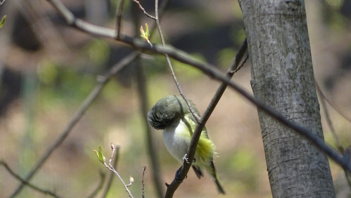 Blue-headed Vireo - ML633980199