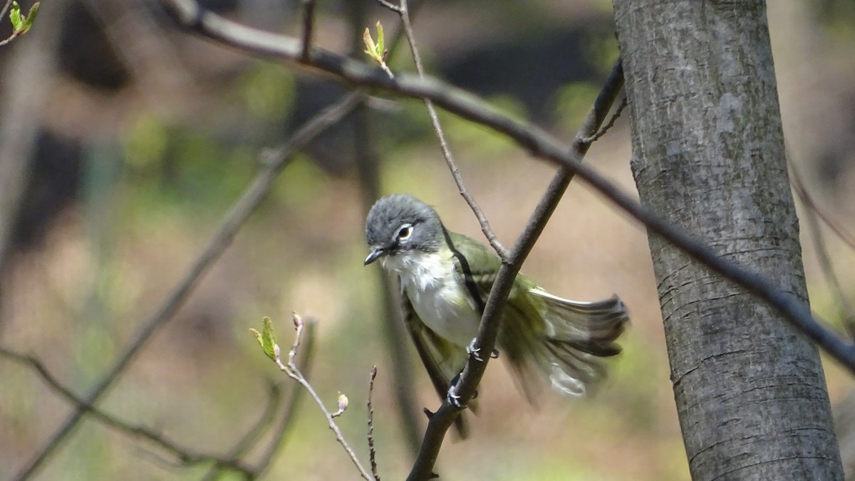 Blue-headed Vireo - ML633980200