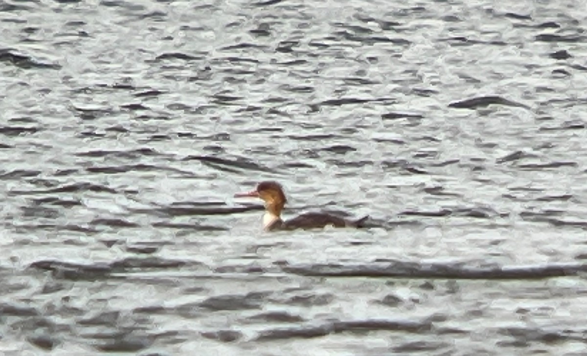 Mittelsäger - ML633980335