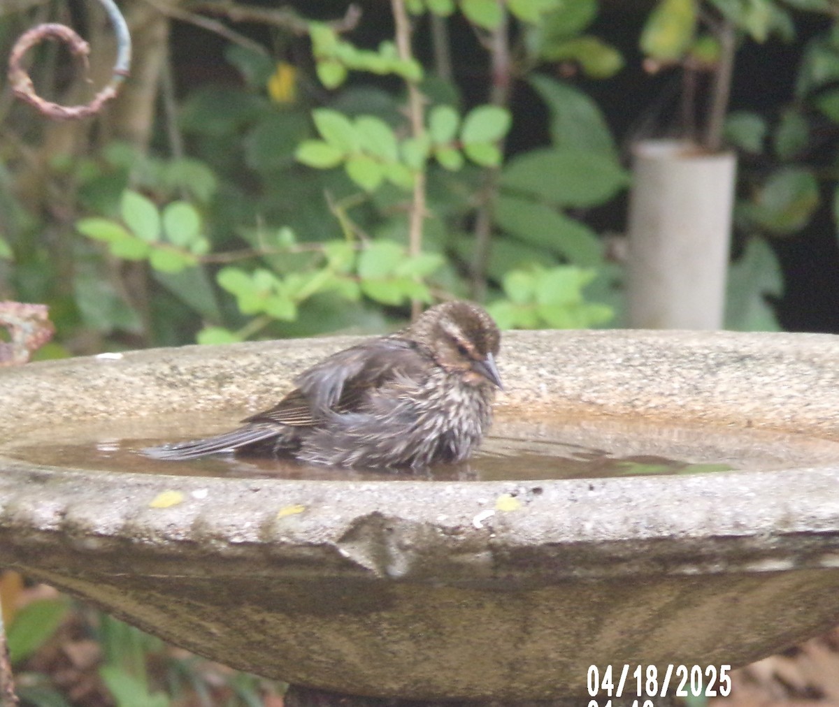 Red-winged Blackbird - ML633980396