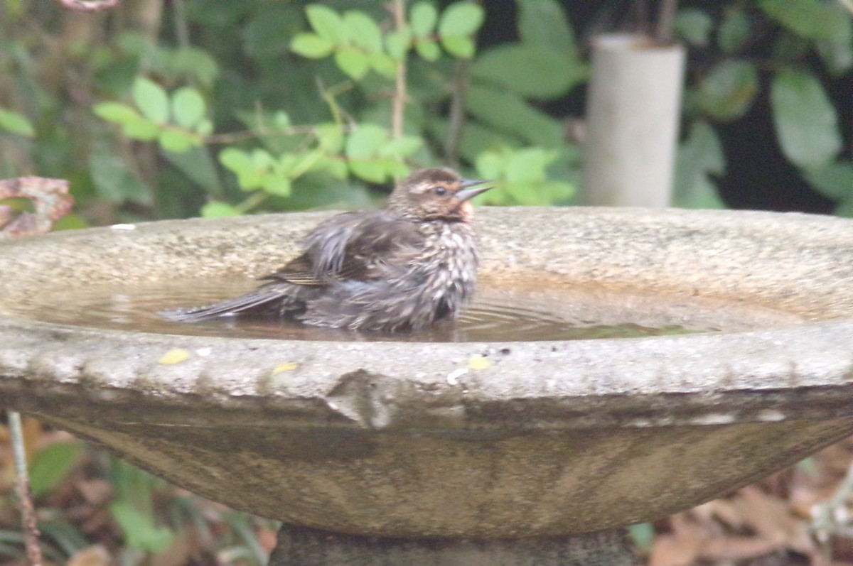 Red-winged Blackbird - ML633980407