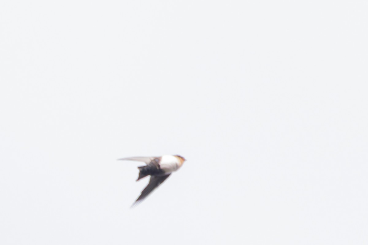 Pale-footed Swallow - ML633980541