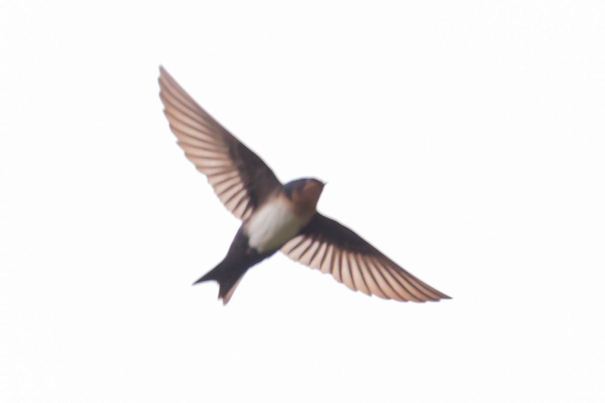 Pale-footed Swallow - ML633980567