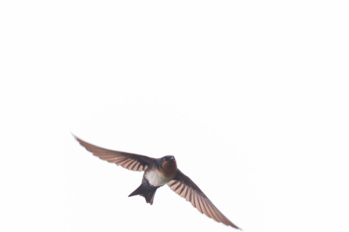 Pale-footed Swallow - ML633980569