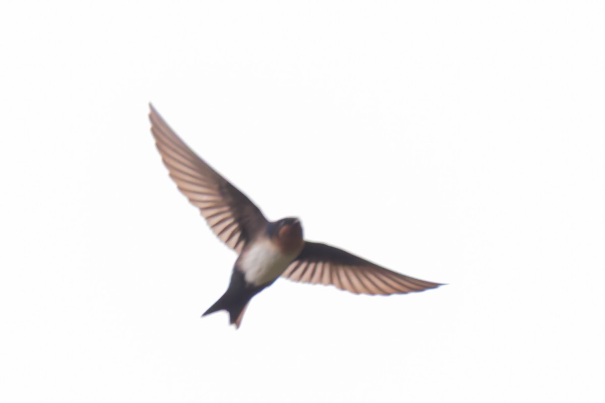 Pale-footed Swallow - ML633980571