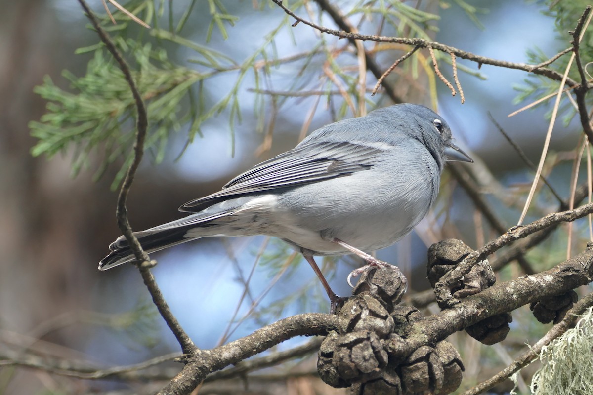 Pinson bleu - ML633980669