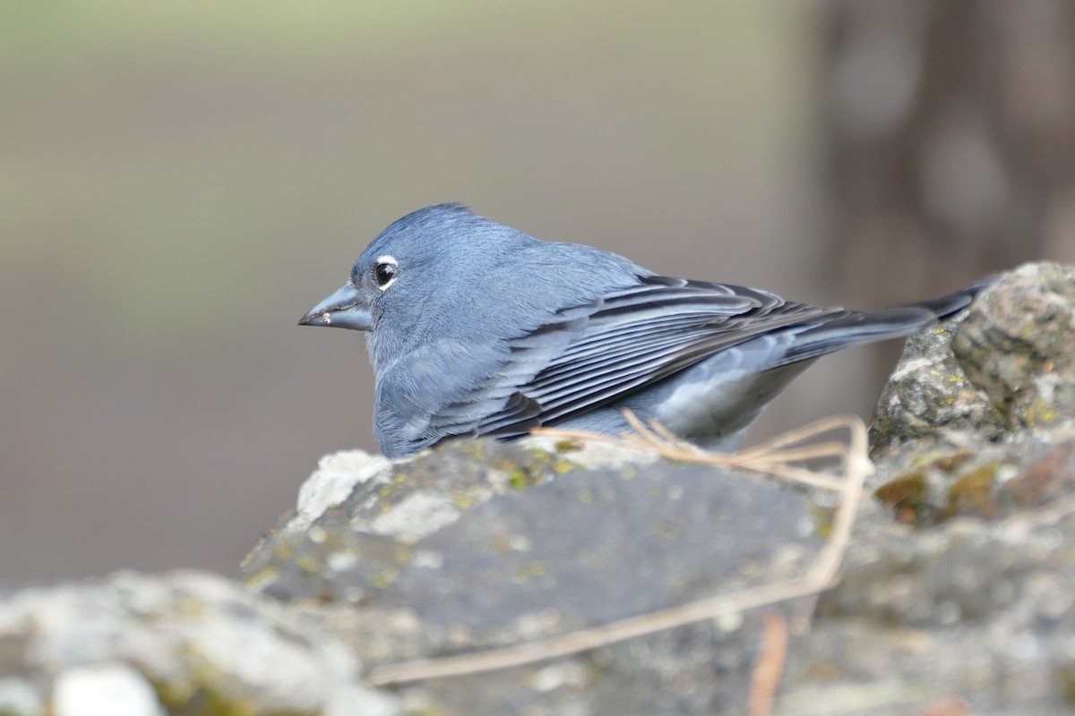 Pinson bleu - ML633980681