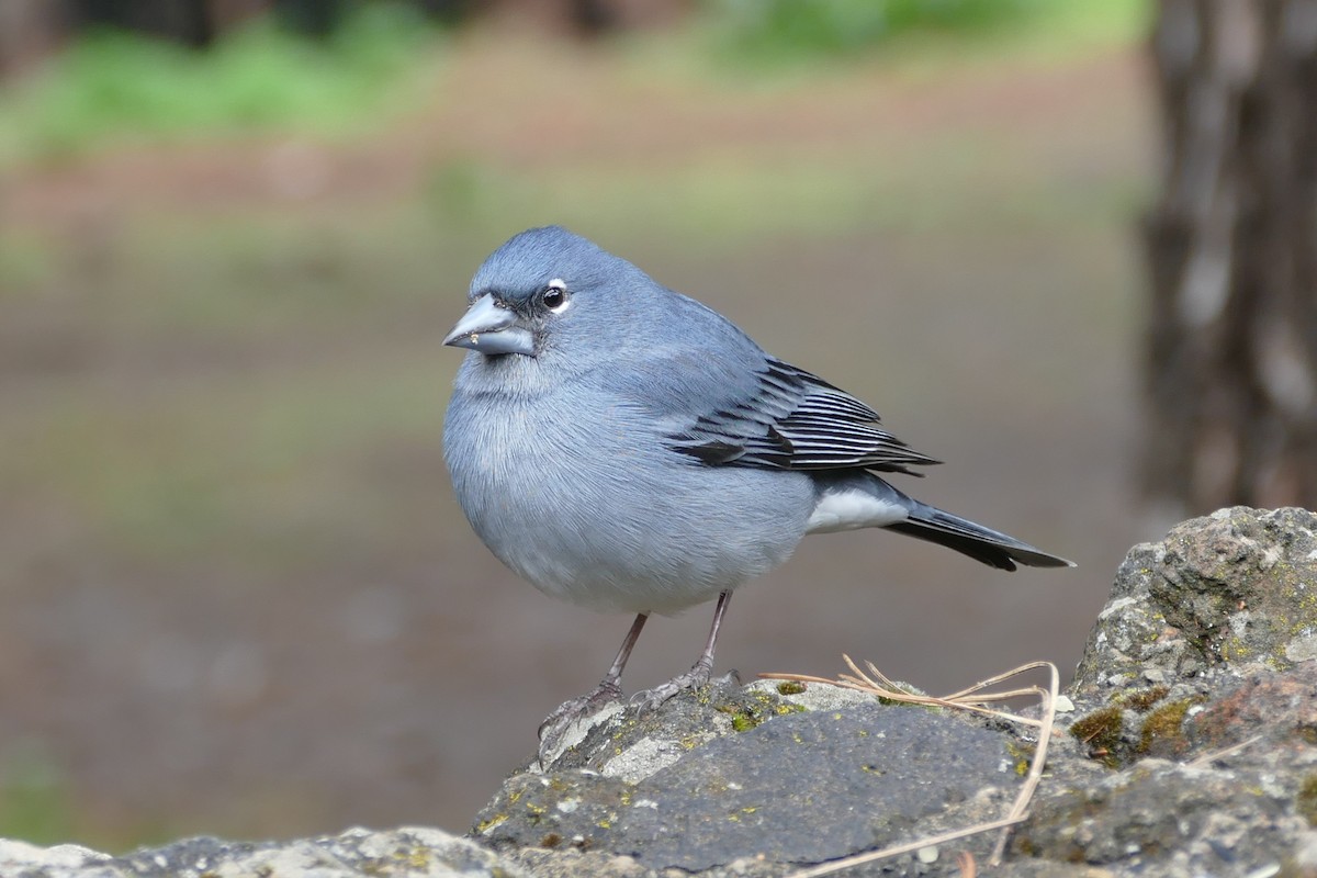 Pinson bleu - ML633980683