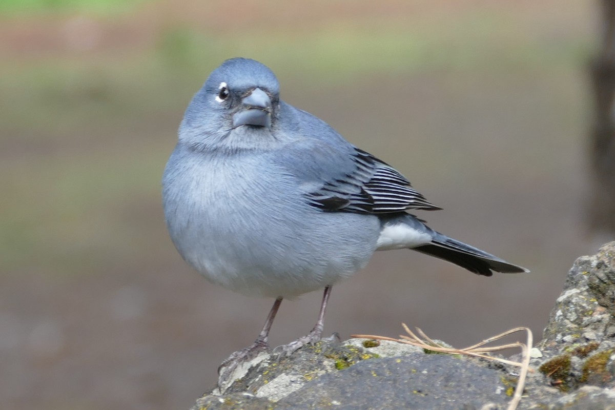 Pinson bleu - ML633980688