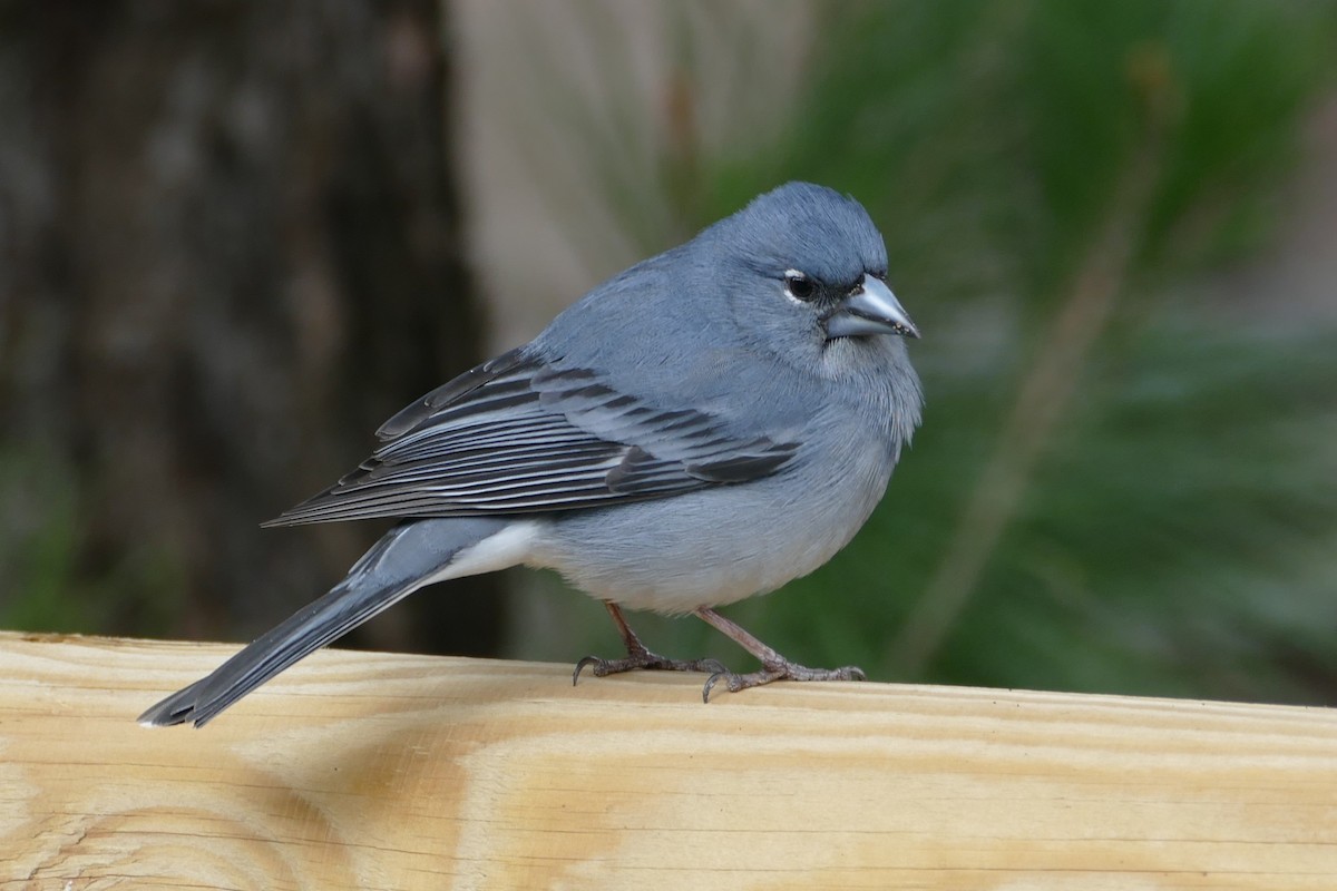 Pinson bleu - ML633980692