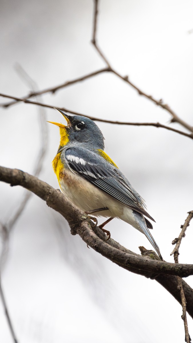 Northern Parula - ML633980752